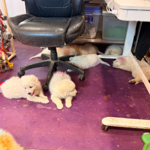 3301696434 Inside Our Maremma Puppy Program