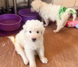 Pippin & Nova Litter 5/26