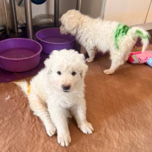 525104417 Inside Our Maremma Puppy Program