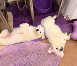 Pippin & Marisa Litter 5/26