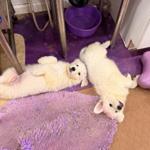 636406299 Inside Our Maremma Puppy Program