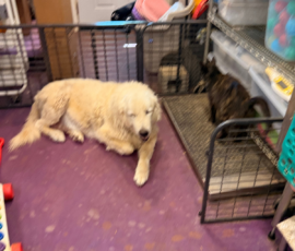 Pippin & Marisa Litter 5/26