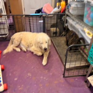 2256441590 Inside Our Maremma Puppy Program