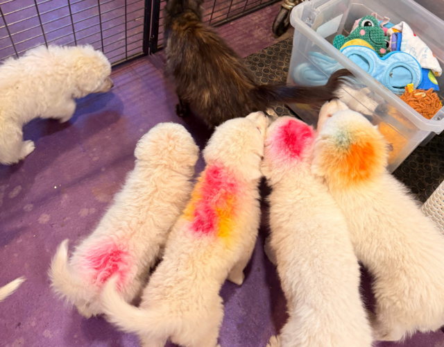 247750380 Available Maremma Puppies