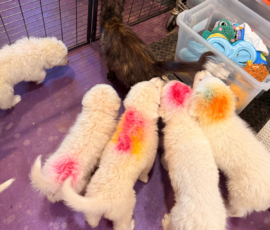 Pippin & Marisa Litter 5/26