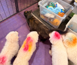 Pippin & Marisa Litter 5/26