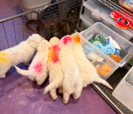 Pippin & Marisa Litter 5/26