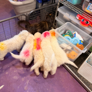 899453659 Inside Our Maremma Puppy Program