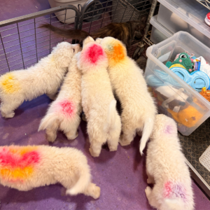 2216916717 Inside Our Maremma Puppy Program