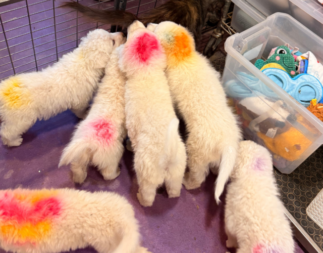 Available Maremma Puppies