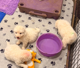 Pippin & Nova Litter 5/26