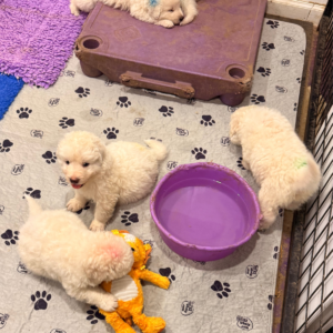3353532767 Inside Our Maremma Puppy Program