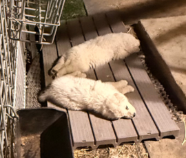 Pippin & Marisa Litter 5/26