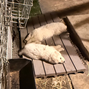 966734762 Inside Our Maremma Puppy Program