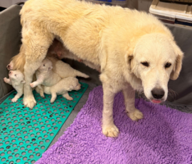 Pippin & Nova Litter 5/26