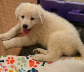 Pippin & Electra Litter 5/26