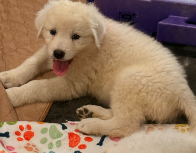9658832 Available Maremma Puppies
