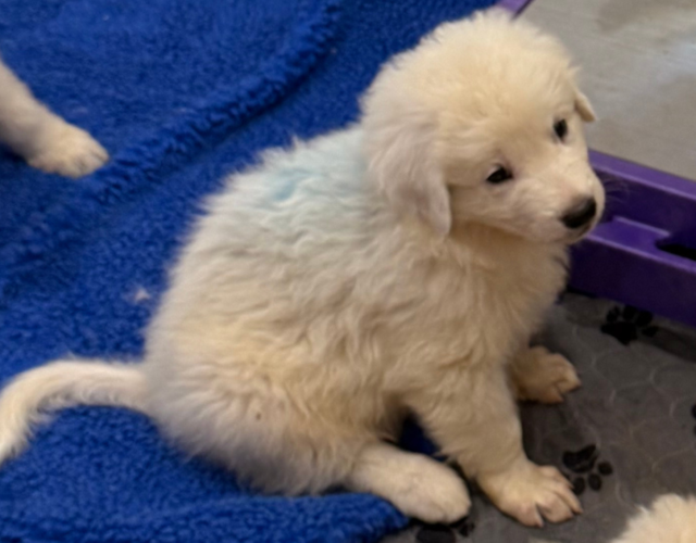 1187028197 Available Maremma Puppies