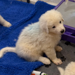 2079145856 Inside Our Maremma Puppy Program