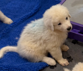 Pippin & Electra Litter 5/26