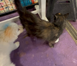 Pippin & Marisa Litter 5/26