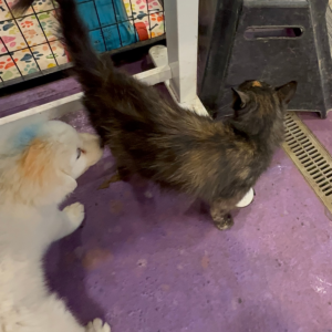 3352432213 Inside Our Maremma Puppy Program