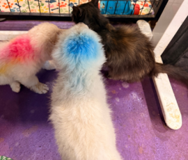 Pippin & Marisa Litter 5/26