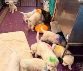Pippin & Marisa Litter 5/26