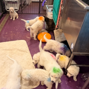 544379229 Inside Our Maremma Puppy Program