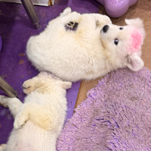 2074299721 Inside Our Maremma Puppy Program