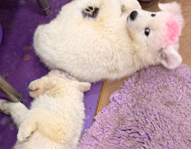 2554758927 Available Maremma Puppies
