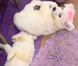 Pippin & Marisa Litter 5/26