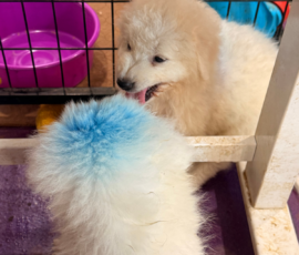 Pippin & Marisa Litter 5/26