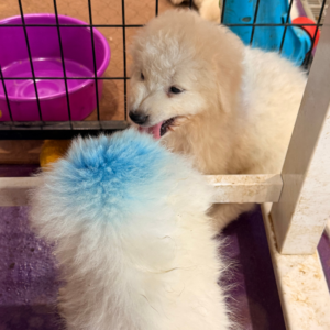 622152905 Inside Our Maremma Puppy Program