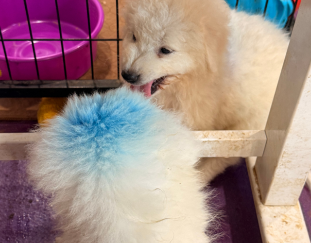 897977008 Available Maremma Puppies