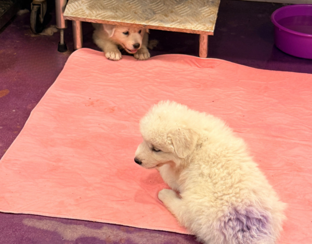 2104679135 Available Maremma Puppies