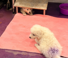 Pippin & Nova Litter 5/26
