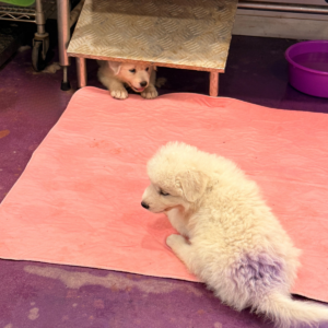 846149756 Inside Our Maremma Puppy Program