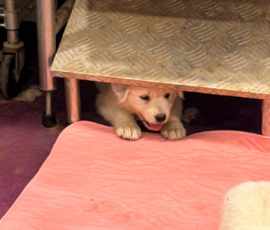 Pippin & Nova Litter 5/26