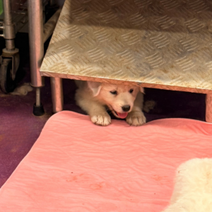 4258590370 Inside Our Maremma Puppy Program