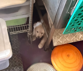 Pippin & Nova Litter 5/26