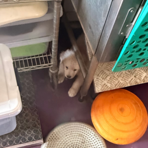 4056256428 Inside Our Maremma Puppy Program