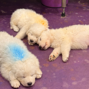 1318808595 Inside Our Maremma Puppy Program