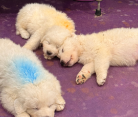 Pippin & Electra Litter 5/26