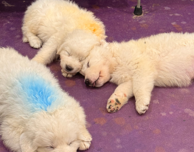 4156052073 Available Maremma Puppies