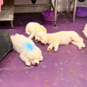 1770434181 Inside Our Maremma Puppy Program
