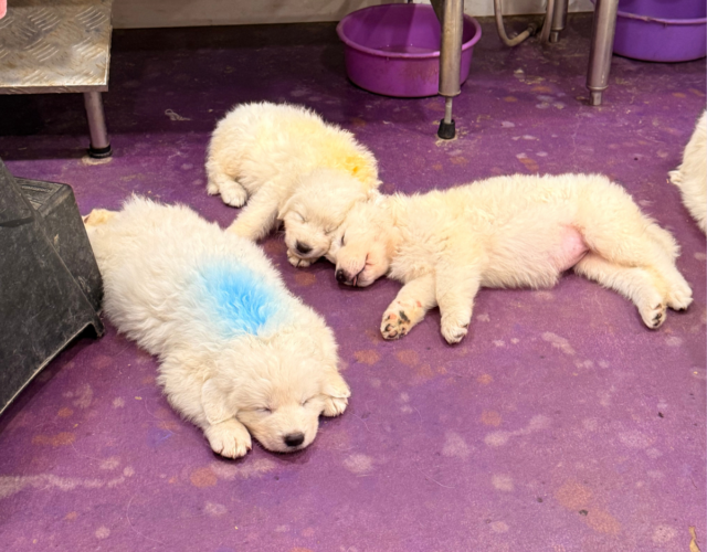 2196137266 Available Maremma Puppies