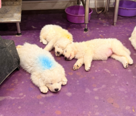 Pippin & Electra Litter 5/26