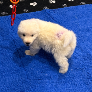 2109432907 Inside Our Maremma Puppy Program