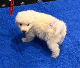 Pippin & Nova Litter 5/26